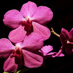 Jardim